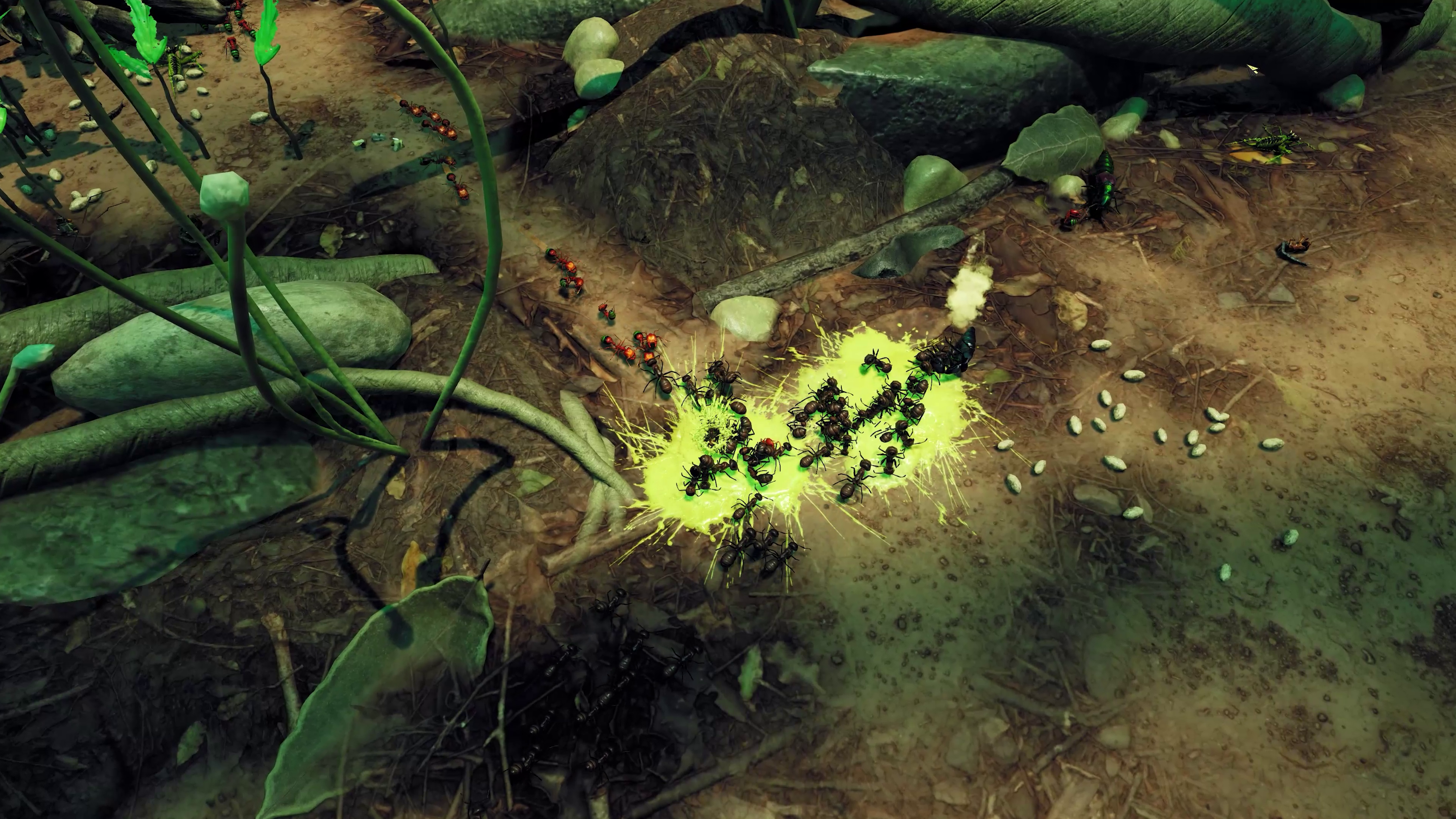 Empires of the Undergrowth: Exploding Ants